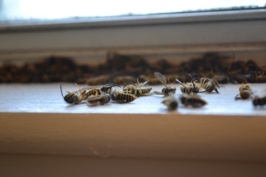 Bees Near the Window Sill